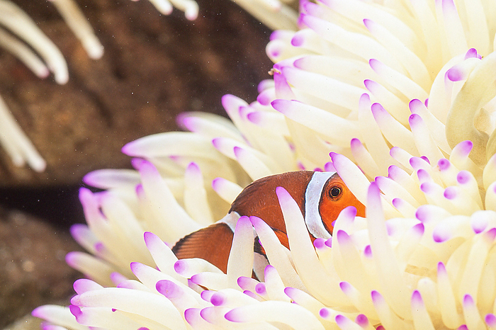clownfish  Balistoides conspicillum  Clownfish in a sea anemone.