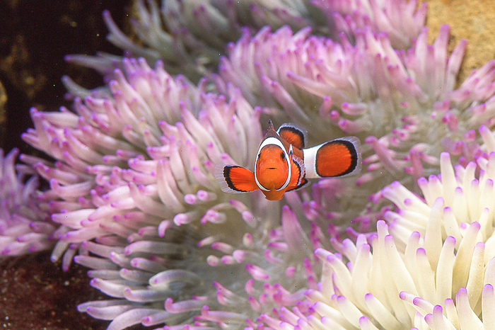 clownfish  Balistoides conspicillum  The clownfish made famous by the movie  Finding Nemo.