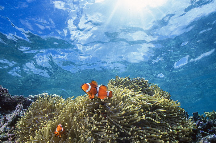 clownfish  Balistoides conspicillum  Clownfish on a coral reef. Okinawa.