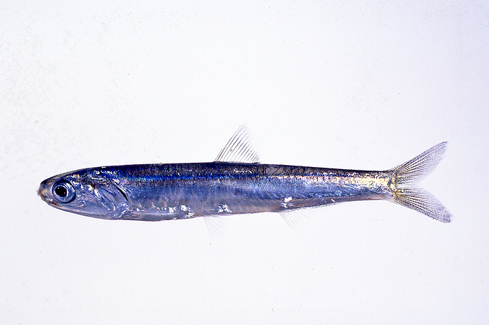 Japanese anchovy  Engraulis japonica  Japanese anchovy form schools and feed on plankton.