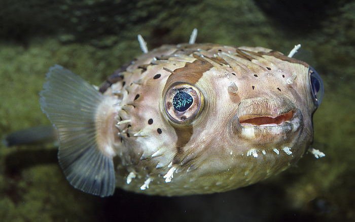 porcupinefish  Diodon holacanthus  A member of the pufferfish family, it has sharp spines on its body surface. The name  one thousand needles  is derived from this.
