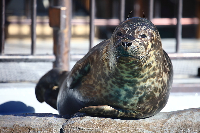 Seals Ueno Zoo