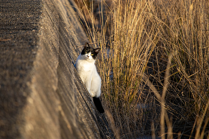 Cat in a field of reeds