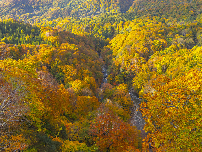 Autumn leaves in Jogakura Valley, Aomori Prefecture