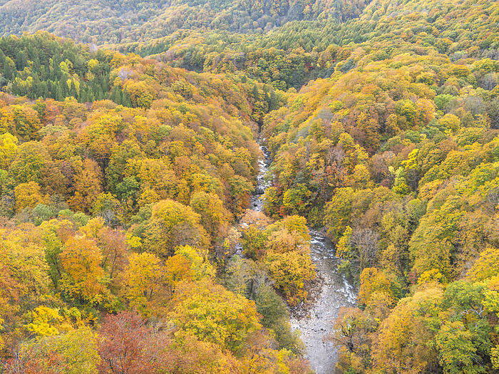 Autumn leaves in Jogakura Valley, Aomori Prefecture