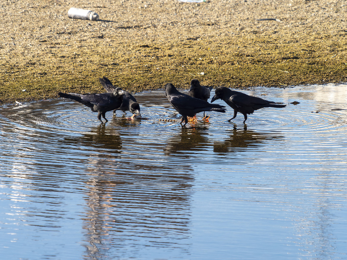 A flock of crows eating a dead river cormorant