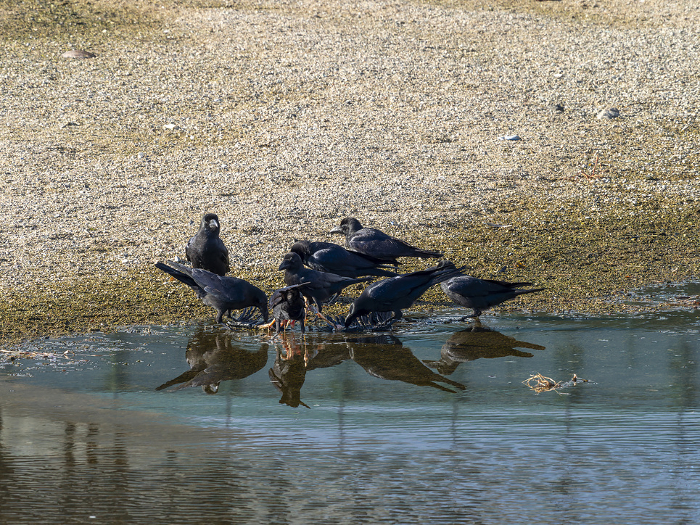 A flock of crows eating a dead river cormorant