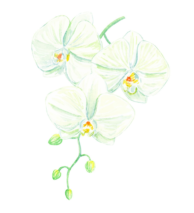 Phalaenopsis orchid painted with transparent watercolor