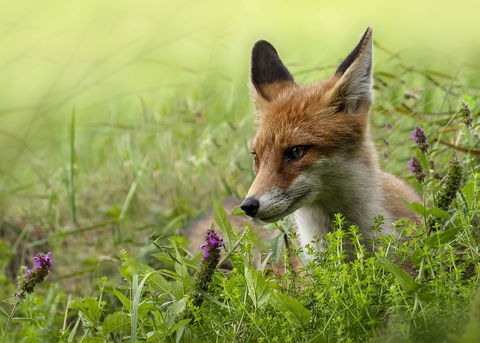 Portrait of red fox (Vulpes vulpes) lying in grass