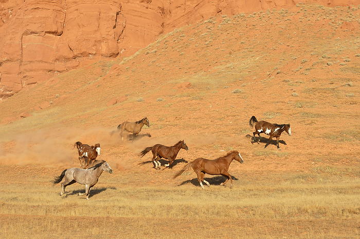 USA, Wyoming, Wild horses galloping through Bighorn Mountains