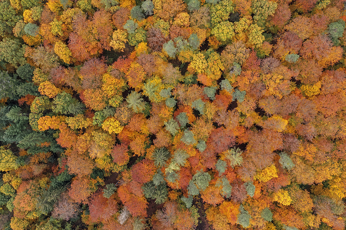 Germany, Bavaria, Aerial view of deciduous forest in autumn