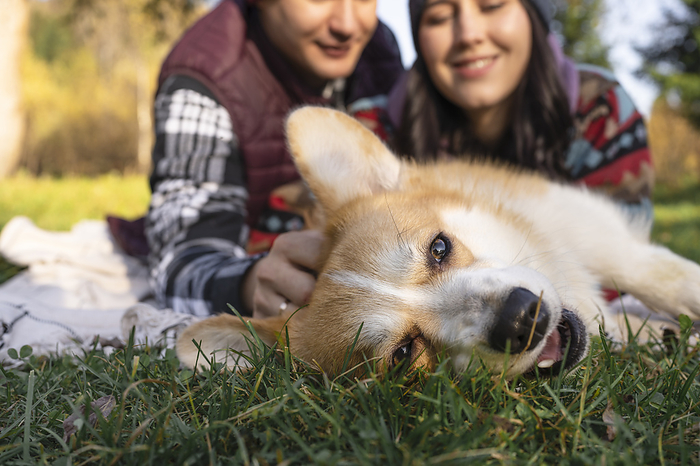 Cute Pembroke welsh corgi with couple in background on meadow