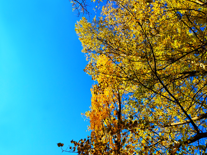 Yellow leaves in the front yard of the former Hokkaido Hokkaido Highway Office