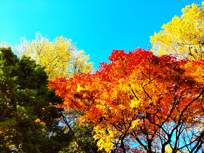 Autumn leaves in the front yard of the Hokkaido Old Highway Office