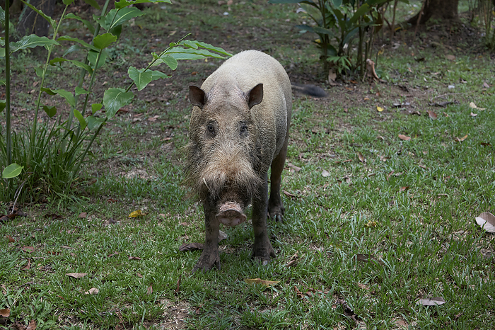 Bearded pig   Bornean bearded pig Scientific name Sus barbatus English name Bornean bearded pig Japanese name Bearded pig Photo by S.Asao