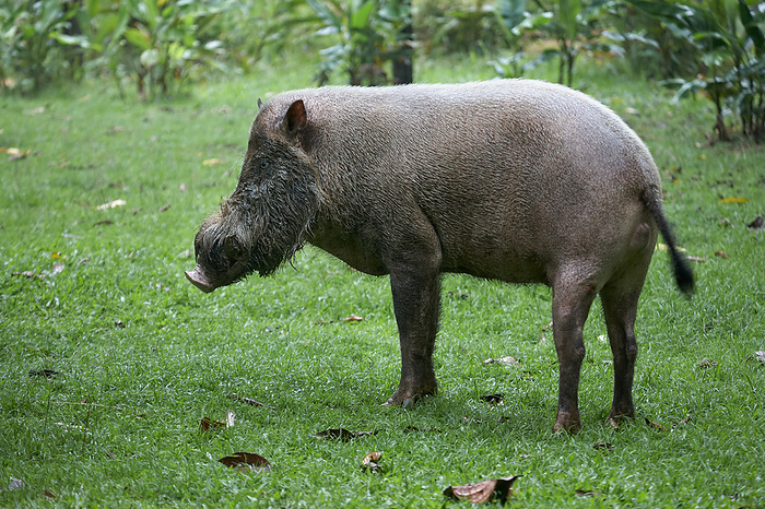 Bearded pig   Bornean bearded pig Scientific name Sus barbatus English name Bornean bearded pig Japanese name Bearded pig Photo by S.Asao