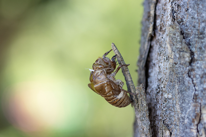 exuviae of a cicada