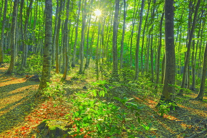 Beautiful forest shining in the morning sun Tokamachi City, Niigata Prefecture