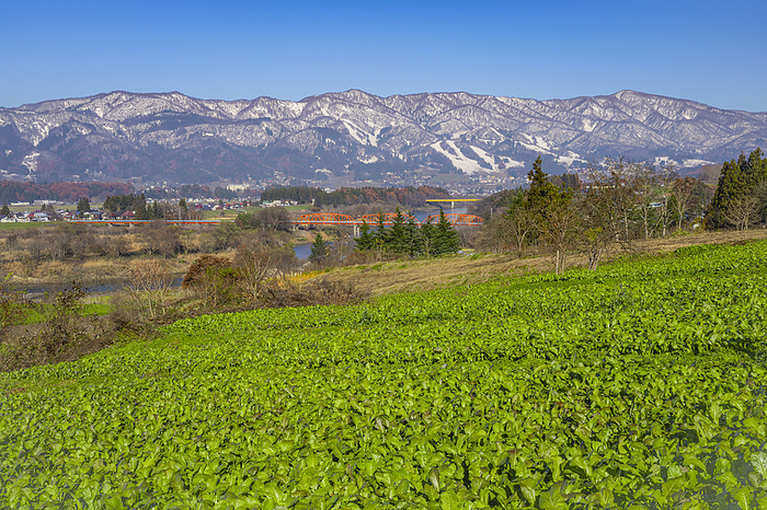 Rape Blossom Park and the Sekita Mountains, Nagano Prefecture
