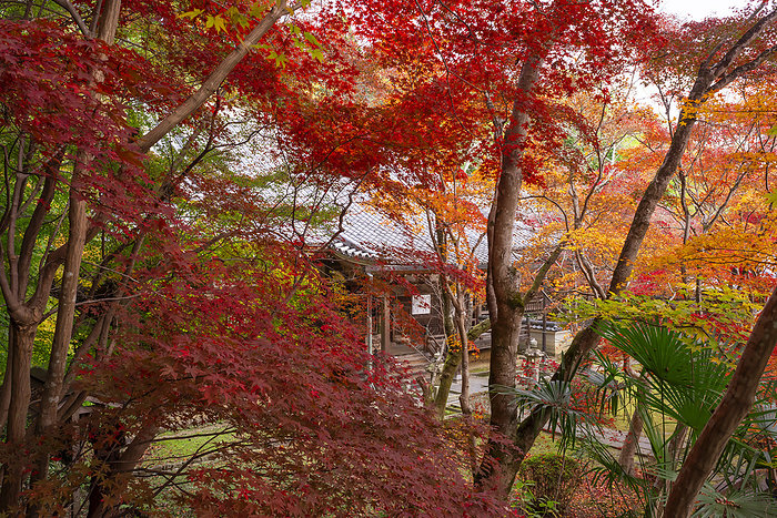 Shojiji Temple Oharano, Kyoto Temple associated with Saigyo Amidado Hall seen from Fudo Hall 