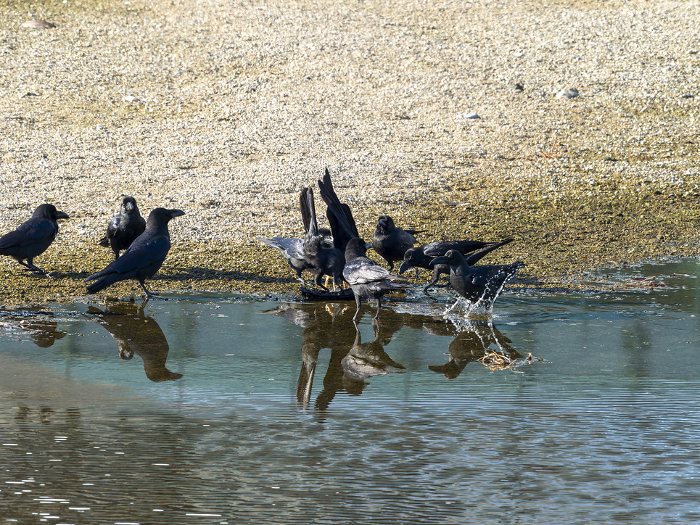 Crows congregating on a dead bird
