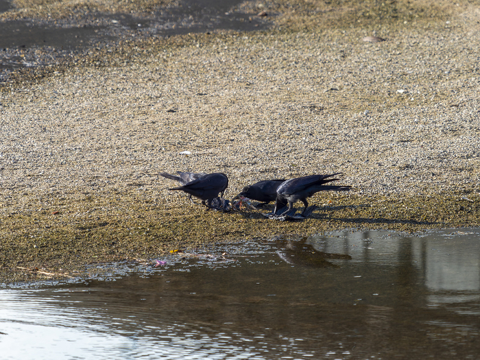 Crows congregating on a dead bird