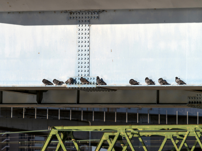 A flock of pigeons resting on a bridge girder