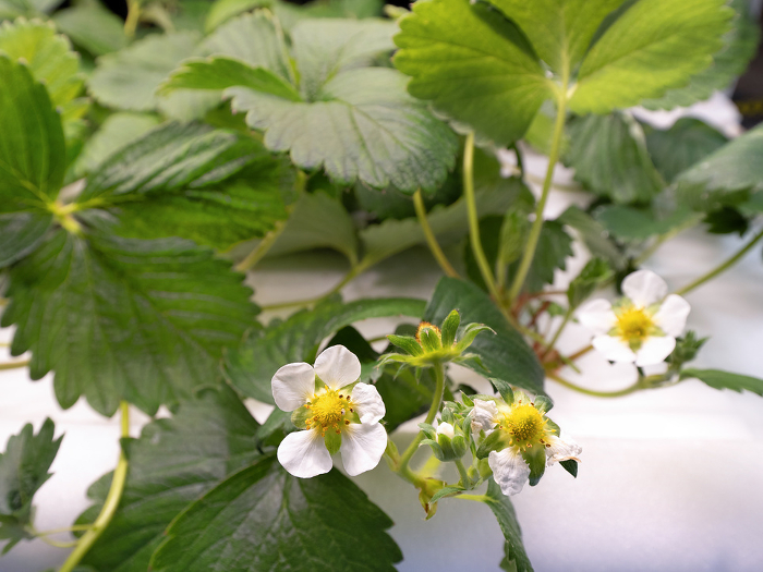 Hydroponic cultivation of strawberries