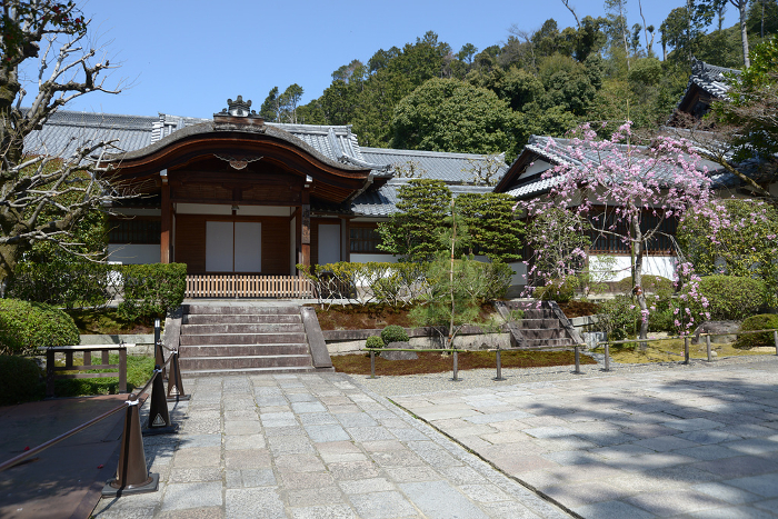 Kiyomizu-dera Temple, Seijoin, Higashiyama-ku, Kyoto in spring