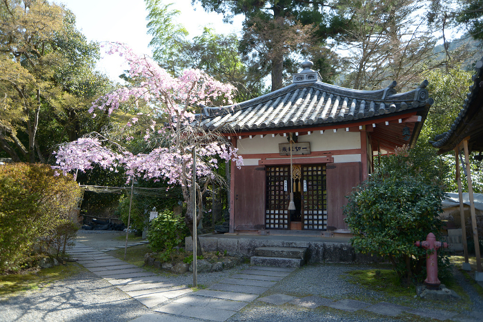 Bishamondo Bishamondo Ichikiryo Sutra Repository in spring, Yamashina-ku, Kyoto