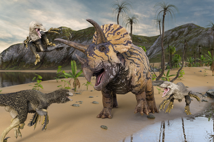 Triceratops surrounded by Dakotaraptor