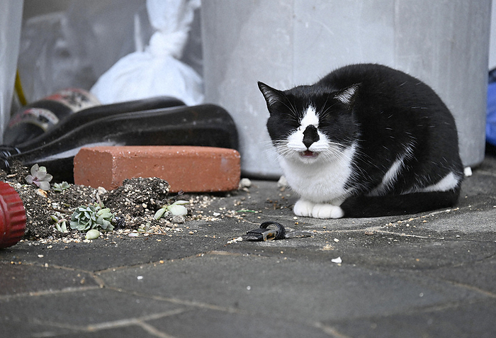 Major Earthquake of Magnitude 7 in Noto District, Wajima City, Ishikawa Prefecture A cat meows forlornly in a residential area with many collapsed houses and few people, 8:30 a.m., January 18, 2024, in Wajima, Ishikawa Prefecture  photo by Tatsuya Fujii.