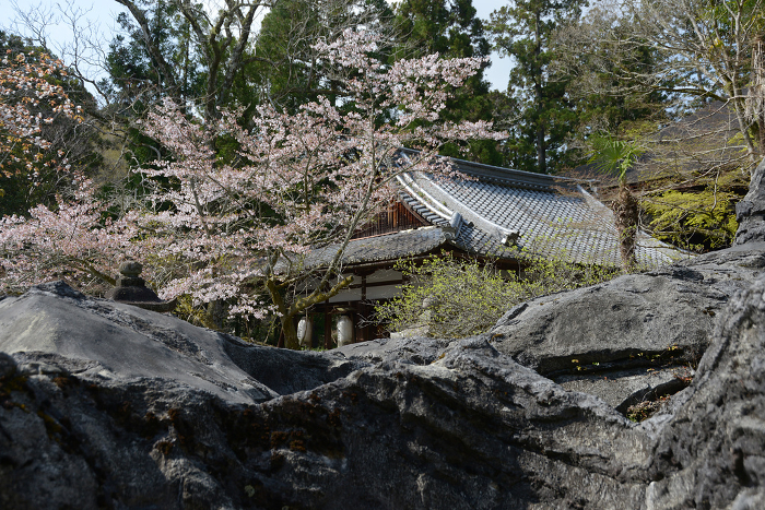 Ishiyama-ji Temple and Rennyo-do in spring, Otsu City, Shiga Prefecture