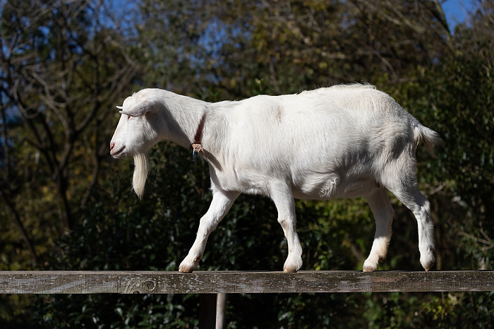 Side view of a walking shepherd goat