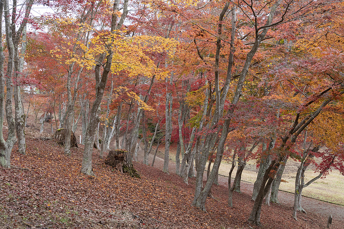 Autumn leaves of maple trees Shizuoka Pref.