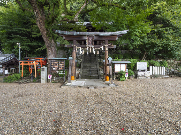 Takuhiko Takuhi Shrine in Kashiwara City, covered with fresh green trees.