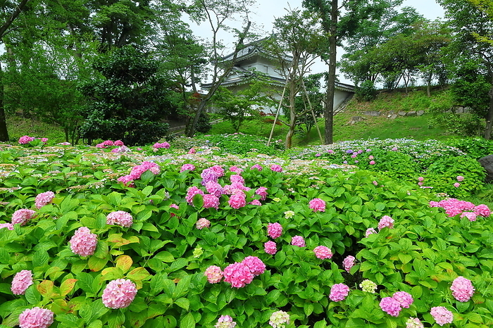 Nijo Castle in bloom with hydrangeas Kyoto City, Kyoto Prefecture