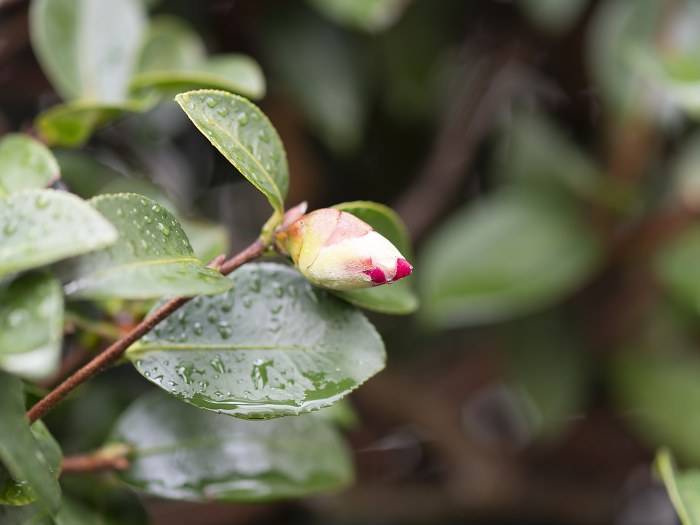 Rain-soaked buds of mountain tea flowers