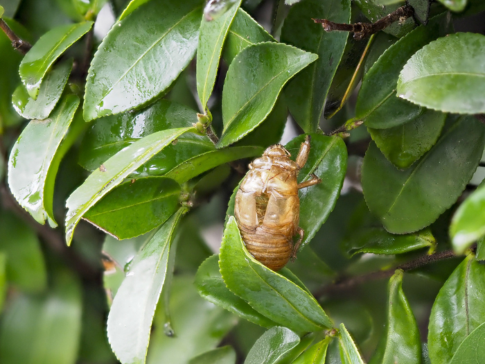 Cicada shells left on leaves