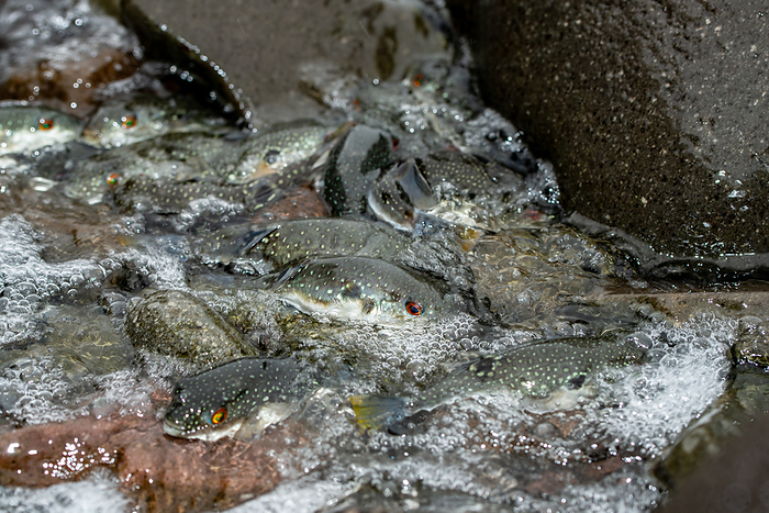 Spawning Kusafugu spawning