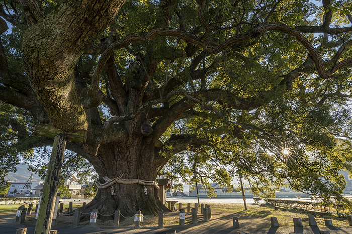 The Great Kusu of Kamo in the morning Higashimiyoshi Town, Tokushima Pref. Taken at Okusu Park in Higashimiyoshi cho, Tokushima Prefecture. A camphor tree about 1,000 years old. A national special natural treasure.