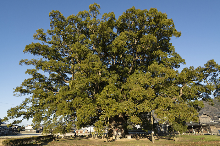 The Great Kusu of Kamo in the morning Higashimiyoshi Town, Tokushima Pref. Taken at Okusu Park in Higashimiyoshi cho, Tokushima Prefecture. A camphor tree about 1,000 years old. A national special natural treasure.