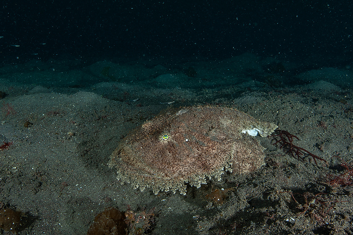monkfish Deep sea anglerfish