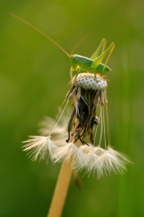Grasshopper child on a dandelion Macro shot