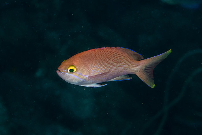 red bambooshark  Chromis bamboosharkii, species from the Indo West Pacific  Red snapper  Lutjanus fulvus  in the water