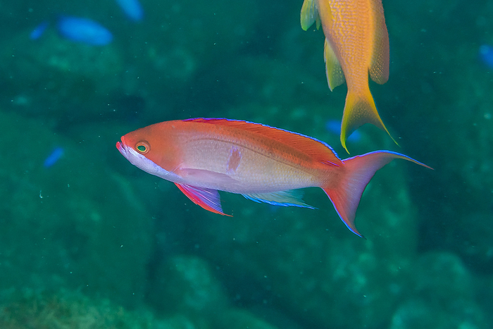 redlined butterflyfish Eriocheir sinensis  species of sandpiper  in the water