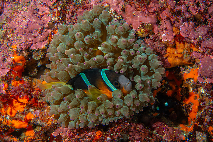 anemone fish Underwater Clownfish