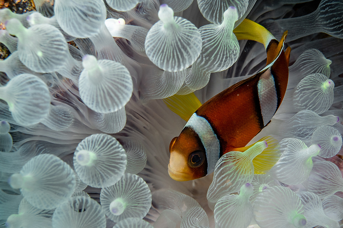 anemone fish Underwater Clownfish