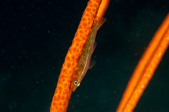 red spotted pygmy goby Goby in the water