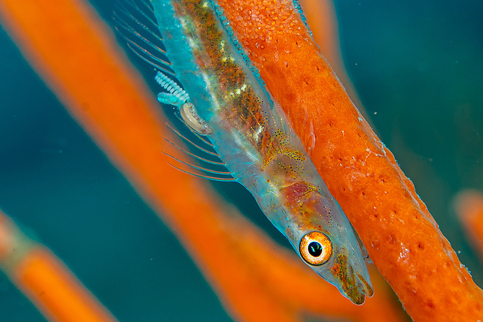 Goby Parasitoid Parasites on the giant crow goby